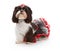 Shih Tzu Dog wearing a black and red tutu