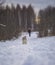 shih tzu dog in winter runs in deep snow on the road