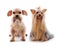 Shih Tzu dog and Yorkie in studio on white background