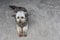 Shih Tzu dogs lying in the cement house