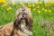 Shih Tzu dogs outdoors sitting on green grass