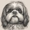 Shih Tzu, engraving style, close-up portrait, black and white drawing,