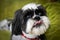 Shih Tzu face