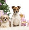 Shih Tzu and Jack Russell Terrier sitting