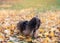 Shih-tzu in the leaves in Autumn park