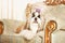 Shih Tzu with long hair in a beautiful classic interior