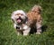 Shih-tzu, maltese, and poodle mix.