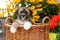 Shih Tzu Mix puppy sitting in wicker basket