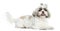 Shih Tzu panting, lying, isolated