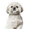 Shih Tzu portrait against white background