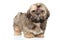 Shih tzu portrait on white background