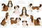 Shih Tzu poses, coat colors set