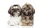 Shih-tzu puppies