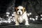 Shih tzu puppies are happy little dogs who enjoy the company of children and adults.
