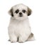 Shih tzu puppy, 4 months old, sitting