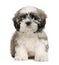 Shih tzu puppy, 9 weeks old, sitting