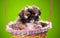 Shih tzu puppy in a basket on colored background