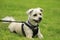 Shih Tzu puppy with black harness sitting on a green grass, cute small dog hairy messy in park