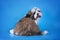 Shih Tzu puppy on a blue background isolated