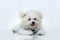 Shih-tzu puppy breed tiny dog