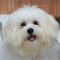 Shih tzu puppy breed tiny dog , age 6 month, playfulness, loveli
