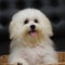 Shih tzu puppy breed tiny dog , age 6 month, playfulness, loveli