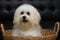 Shih tzu puppy breed tiny dog , age 6 month, playfulness, loveli