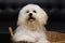 Shih tzu puppy breed tiny dog , age 6 month, playfulness, loveli