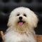 Shih tzu puppy breed tiny dog , age 6 month, playfulness, loveli