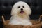 Shih tzu puppy breed tiny dog , age 6 month, playfulness, loveli