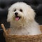 Shih tzu puppy breed tiny dog , age 6 month, playfulness, loveli