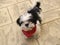 Shih Tzu puppy dog with scarf