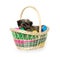 Shih Tzu puppy in Easter basket