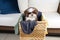 Shih tzu puppy inside a laundry basket and looking down