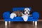 Shih tzu puppy lying on the sofa