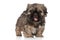 Shih Tzu puppy portrait