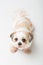 Shih tzu puppy posing on white background.
