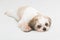 Shih tzu puppy posing on white background.