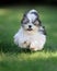 Shih Tzu puppy running in grass