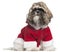 Shih Tzu puppy in Santa outfit, 4 months old