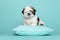 Shih tzu puppy sitting on a blue cushion on a blue background