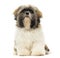 Shih Tzu puppy sitting, facing, isolated