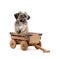 Shih tzu puppy in wagon