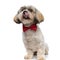 Shih Tzu puppy wearing bowtie, begging and licking its nose