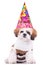 Shih tzu puppy wearing a party hat