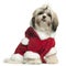 Shih Tzu puppy wearing Santa outfit