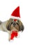 Shih Tzu puppy wearing Santa outfit