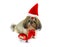 Shih Tzu puppy wearing Santa outfit