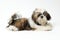 Shih Tzu puppy on white background