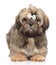 Shih tzu puppy on white background